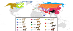 Poblacions de Canis lupus en o mundo