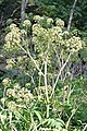 Purple-stemmed Angelica (Angelica atropurpurea) in London, Ontario, Canada 9 July 2015