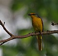 Female at Jayanti in Buxa Tiger Reserve in Jalpaiguri district of West Bengal, India.