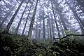 Image 46Virgin forest about 2500 m above sea level in Shennongjia Forestry District, Hubei, China (from Old-growth forest)