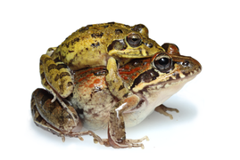 Strongylopus grayii in amplexus.png