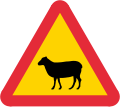 Sheep