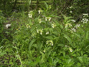 Habitat