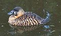 Pato-de-dorso-branco (Thalassornis leuconotus)