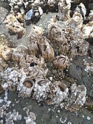 Tide pool Acorn barnacles, Oregon.jpg