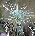 Tillandsia gardneri