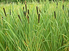 Широколистен папур (T. latifolia)