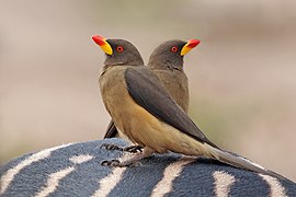 Yellow-billed oxpeckers (Buphagus africanus africanus) on zebra