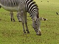 Image 14A zebra grazing at Marwell Zoological Park (from Portal:Hampshire/Selected pictures)