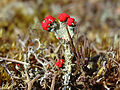 Rood bekermos Drouwenerzand