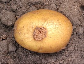 Streptomyces scabies on potato