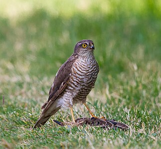 Eurasian sparrowhawk, by Kookaburra 81 (edited by Nikhil B)