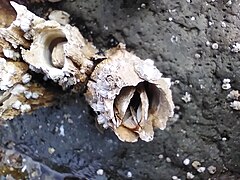 Acorn barnacle with operculum, Oregon Coast.jpg