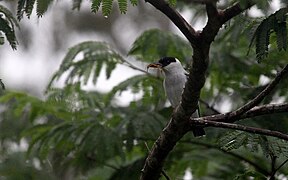 Black-crowned Tityra - Flickr - GregTheBusker.jpg