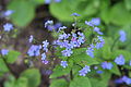 de:Großblättriges Kaukasusvergissmeinnicht, en:Brunnera macrophylla