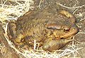 Siğilli kurbağa (Bufo bufo)