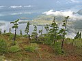 Pepohonan di Prince William Sound