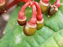 Cissus javana 2.jpg