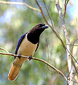 Curl-crested jay