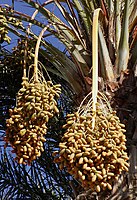 Plod datljeve palme Phoenix dactylifera