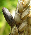 Anyarozs (Claviceps purpurea) fertőzéssel