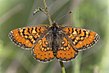 Euphydryas desfontainii