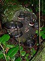 Fomitopsis pinicola