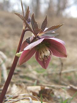 Punajouluruusu (Helleborus purpurascens)