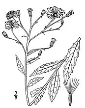 Canadees havikskruid (Hieracium canadense)