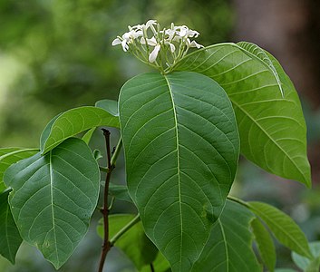 Holarrhena pubescens