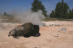 Bisonoxe i Yellowstone nationalpark.