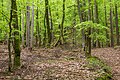 English: Forest Deutsch: Wald