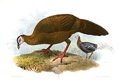 Teckning av en bulwerfasanhona, med en hane i bakgrunden.