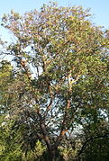 Árbol de Madroño