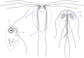 Retortamonas sp., left (Metamonada: Fornicata: Retortamonadida)