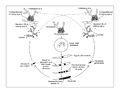 Image 35Neurospora crassa life cycle. The haploid mycelium reproduces asexually by two processes: (1) simple proliferation of existing mycelium, and (2) formation of conidia (macro- and micro-) which can be dispersed and then germinate to produce new mycelium. In the sexual cycle, mating can only occur between individual strains of different mating type, A and a. Fertilization occurs by the passage of nuclei of conidia or mycelium of one mating type into the protoperithecia of the opposite mating type through the trichogyne. Fusion of the nuclei of opposite mating types occurs within the protoperithecium to form a zygote (2N) nucleus. (from Mating in fungi)