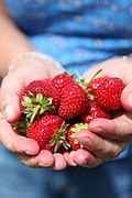 Organic-strawberries Canada.jpg