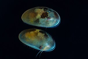 Des ostracodes. (définition réelle 5 086 × 3 384)