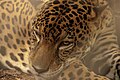 Panthera onca Español: Jaguar