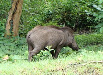 Wild boar