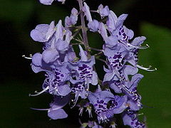 Plectranthus fruticans0.jpg