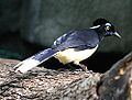 Plush-crested jay