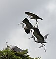Three white-faced herons squabble as they approach a perch (East Timor)