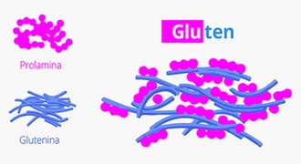 Que es el gluten y en que cereales se encuentra.jpg