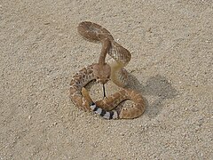 Rattlesnake threat display.jpg