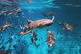 Rekiny wąsate, Malediwy.jpg
