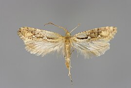 Rhigognostis incarnatella (en)