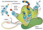 Vorschaubild für Translation (Biologie)