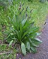 Ribwort