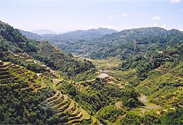 Rijstterrassen van Banaue